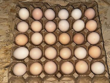 Молочные продукты и яйца: Яйца С-2
С-3