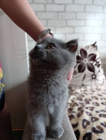 Продажа кошек: Британская короткошёрстная, 2 месяца, Девочка, Лиловый — 5