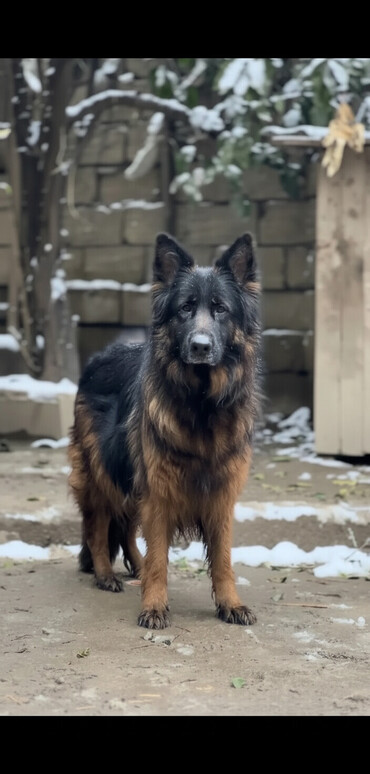 İtlər: Alman çoban iti, 3 ay, Erkek, Peyvəndli — 1