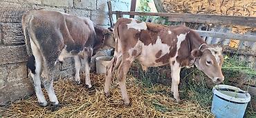 inək neçə aya doğur: 5 baş cins qarışıq erkəy danalar satışdadı.Ağ qulaq, qırmızı step — 7