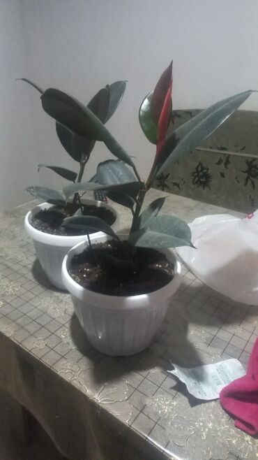 Китайская роза (Гибискус): Китайская роза (Гибискус) — 2