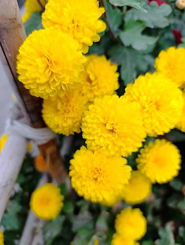 Массаж: Массаж | Остеохондроз, Холка на шее — 7