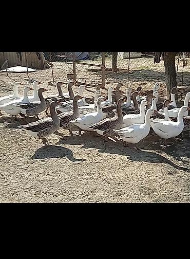 Təmiz yerli rus qazları satılır cöl şəraitinde yaxşı bəslənmiş yağlı