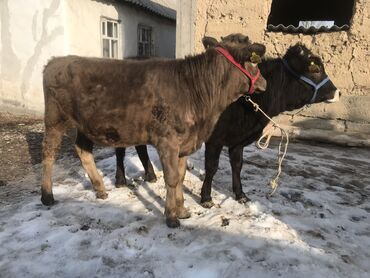 балалуу уй: Сатам | Кунаажын | Алатоолук, Швиц | Көбөйтүү үчүн, Сүт алуу үчүн | Жасалма жол менен боозутуу, Төл болгон жок, Жасалма уруктандырылган