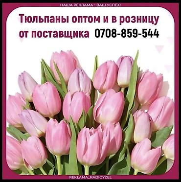 Другие товары для дома: Цветы Голландские Тюльпаны Оптом! Из Голландии получаем — 1