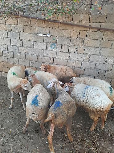Diri çəki 8-50 --9 manatQoyun və quzular – qarışıq sürü - Say