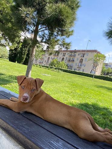 pitbull balaları: Pitbul, 2 ay, Erkək, Peyvəndli, Ünvandan götürmə — 5
