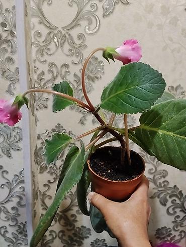 глоксинию: Глоксиния (Sinningia speciosa) в горшке - Компактный куст с — 1