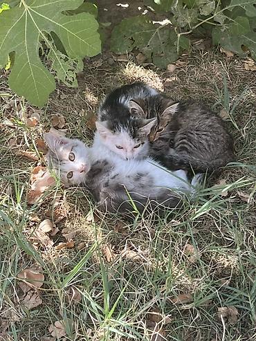 бенгалская кошка даром: Кошка даром: Беспородная, 2 месяца, Девочка — 3