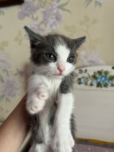 домашние котята: Бесплатно в доьрфе руки. Котята домашние родились 1 марта . Все