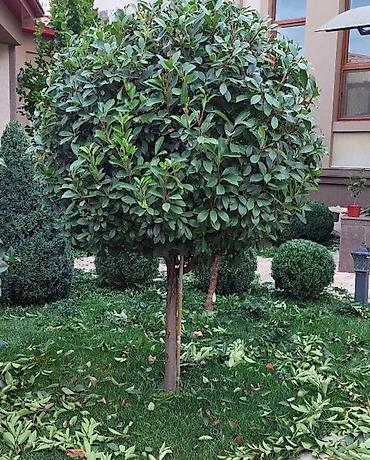 Газон: Поссев газон✓ Посадка цветов ✓ Посадка декоративных растений ✓ — 6