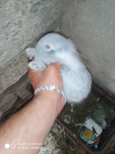 Dovşanlar: Dovşan karlik dovşanlar balalar 1 aylığ Krolik karlik zayciki Aslan — 5