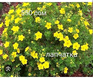 Декоративные деревья: Саженцы деревьев: Туи at lalafo.kg — 9 Декоративные деревья: Саженцы деревьев: Туи — 9