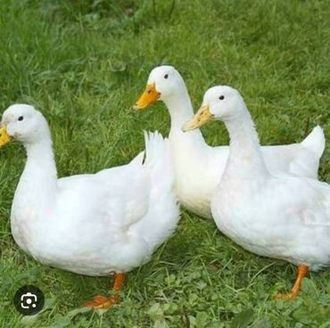 xacmazda satilan inekler: Salam dostlar mene bu ordeklerden lazımdı kimde varsa elaqe saxlasın