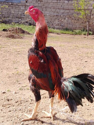 heyrəti: Xoruz, Heyratı, il: 2