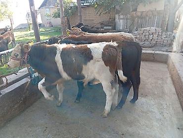коровы: Продаю | Бык (самец) | Швицкая, Аулиекольская | На откорм — 3
