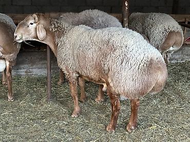 курица халал: Продаю | Баран (самец) | Полукровка | На забой | Племенные — 2