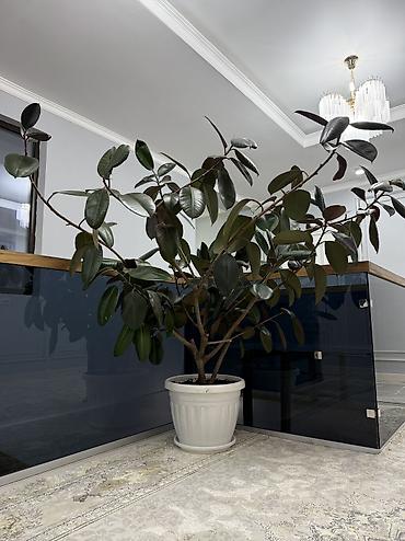 земля для: Фикус эластика (Ficus elastica) в напольном кашпо. - Крупномер с — 4