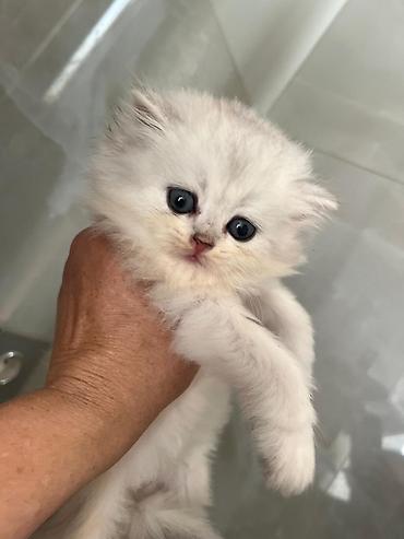 шиншилла котенок купить: Шиншилла — 4