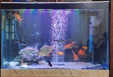 Akvariumlar: Dördbucaq akvarium, Balıqlarla birlikdə, 120 l — 2