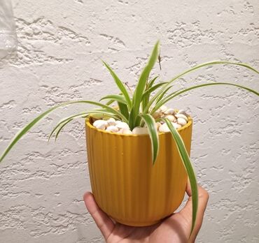 otağ qapisi: Otaq Bitkisi


Çatdırılma Metro Sos 2azn