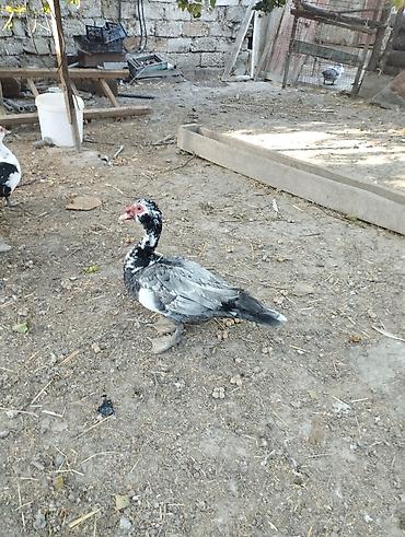 ağ baliq: Muscovy (Hind) ördəkləri – 6 aylig super iri cekili heyvanlardi 3 eded — 1