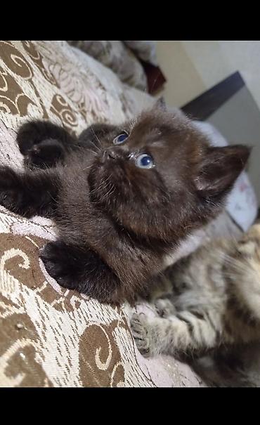 Кошки: Британская, Самка, В добрые руки, Самовывоз — 1