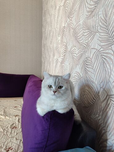 персидский кот: Кот Британская шиншилла 9 месяцев, всё прививки зделаны. Ишем кошку