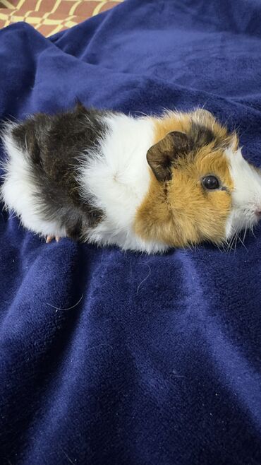 Морские свинки: Продаю морскую свинку ! •девочка • родилась 16 октября •разновидность — 7