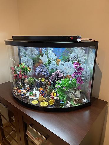 su heyvanlari: Boş, 200 l, Ünvandan götürmə — 4