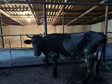парода корова: Продаю | Корова (самка), Музоо, торпок | Для молока