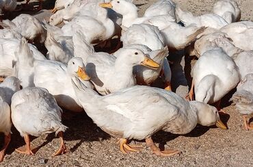 Ördəklər: Dişi, | Kuban, Ətlik, Ünvandan götürmə — 6