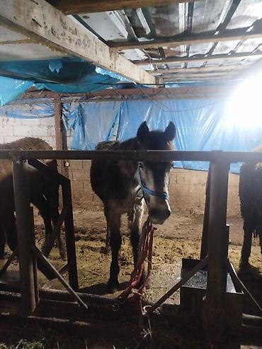 Лошади, кони: Продаю | Жеребенок | Рабочий — 4