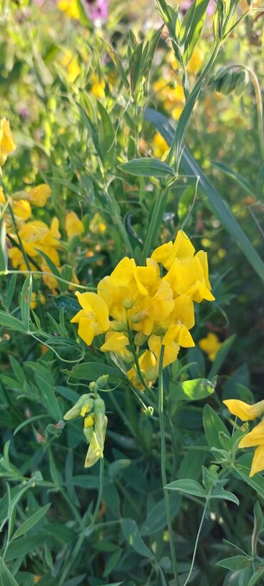 Bal: Müalicəvi Göyçay qaratikan balı 100% tam təbii baldır. Süzülmə bal — 25
