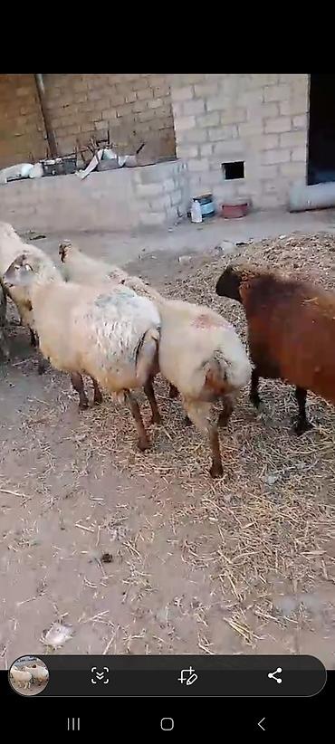 inək satilir: 36 edet qoçunu almış birinci qarına xam şişek satılır . 3 denesi dogub — 1