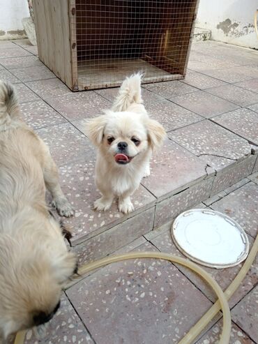 itlerin alisi: Pekines, 5 ay, Dişi, Ünvandan götürmə, Ödənişli çatdırılma, Rayonlara çatdırılma