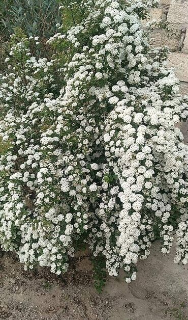 Toxumlar: Həyət gülleri. 90növ çesid var! — 24