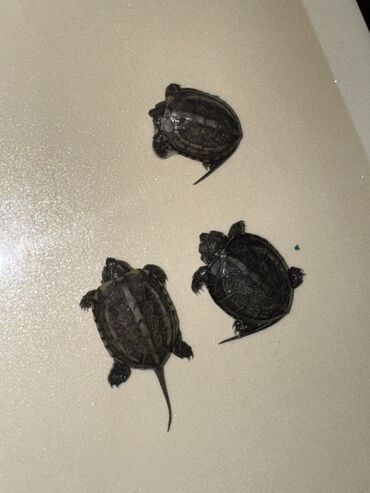 Другие животные: Красноухие черепашки,самые низкие цены,разным размеров и — 9