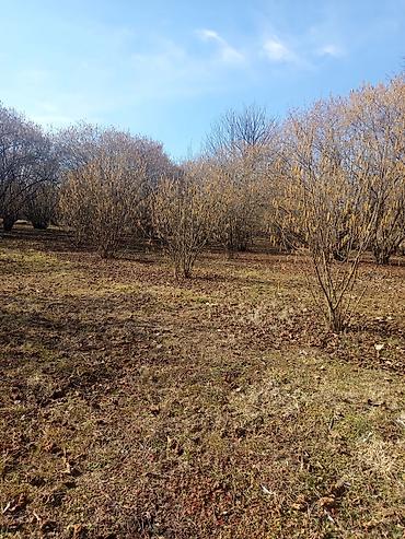 Torpaq sahələrinin satışı: Kənd təsərrüfatı — 16