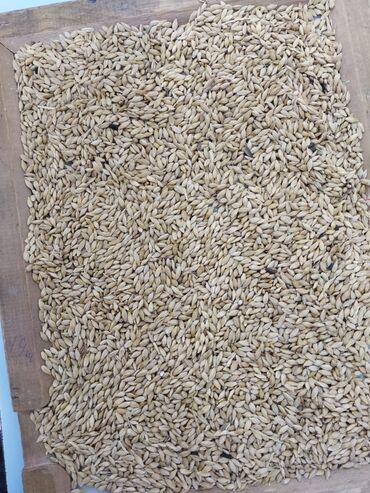 Зерновые культуры: Уруктукка болот 
семенной сот яровой Кара Балта