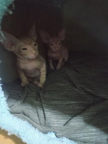 Продажа кошек: Котята канадского сфинкса - Порода: сфинкс (лысые котята с — 11