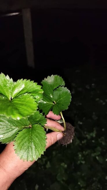 дизельная помпа для полива: Рассада : Клубника