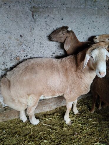 дом для кота: Продаю | Овца (самка) | На забой | Матка