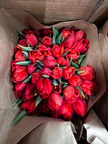 Букеты из живых цветов: Тюльпан оптом и в розницу,Тюльпаны срезанные, сортовые, упаковка по — 9