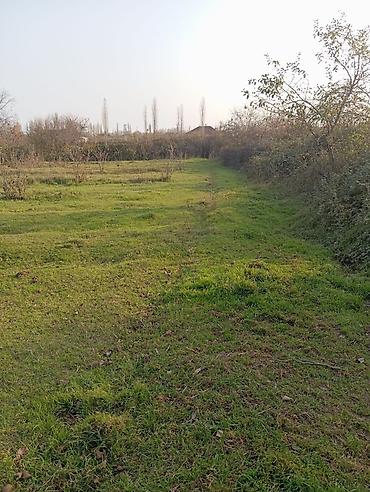 barter kupça: 12 sot, Tikinti, Mülkiyyətçi, Kupça (Çıxarış) — 2