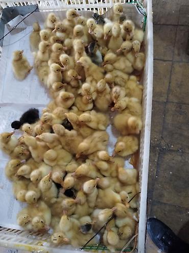 evdə ilbiz: Məhsul: Ördək balaları (cücələr) Təsvir: - Yeni çıxmış ördək — 3
