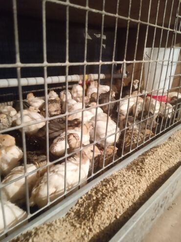 дом для котов: Продаются перепелята им 2 недели в количестве 80 штук цена 60 сом