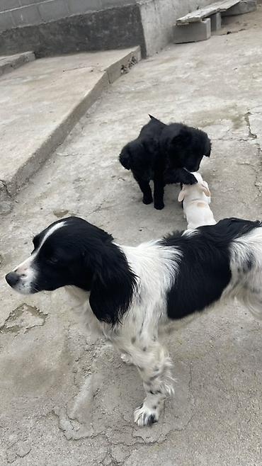Отдам даром собаку: Собака русский охотничий спаниель, мелкая/средняя, черно-белого окраса — 3