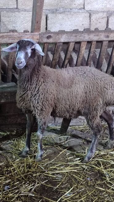 Qoyunlar, qoçlar: Sağlam cavan heyvanlardi kom satılır Kurdexanidadi. Ümumi 12 Heyvandi — 8