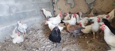 Куры, петухи: Продаю | Петух, Цыплята | На забой, Для разведения at lalafo.kg Куры, петухи: Продаю | Петух, Цыплята | На забой, Для разведения